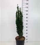 Schmale Säuleneibe - Taxus baccata 'Fastigiata Robusta'
