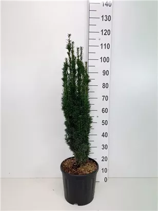 Schmale Säuleneibe - Taxus baccata 'Fastigiata Robusta'
