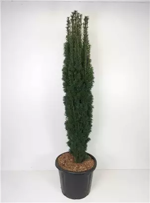Schmale Säuleneibe - Taxus baccata 'Fastigiata Robusta'
