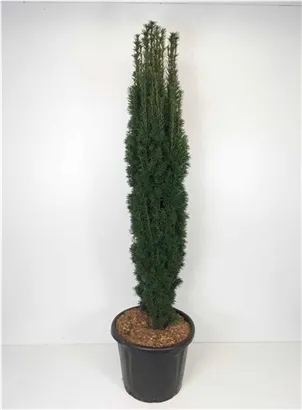 Schmale Säuleneibe - Taxus baccata 'Fastigiata Robusta'