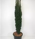 Schmale Säuleneibe - Taxus baccata 'Fastigiata Robusta'