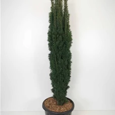 Taxus baccata 'Fastigiata Robusta', C 25 140- 160