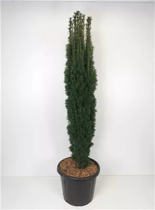 Schmale Säuleneibe - Taxus baccata 'Fastigiata Robusta'