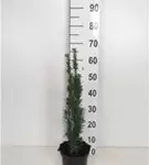 Schmale Säuleneibe - Taxus baccata 'Fastigiata Robusta'