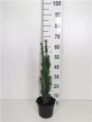 Schmale Säuleneibe - Taxus baccata 'Fastigiata Robusta'