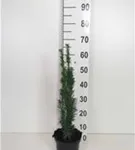 Schmale Säuleneibe - Taxus baccata 'Fastigiata Robusta'