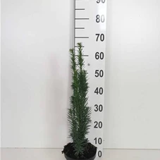 Taxus baccata 'Fastigiata Robusta', C 2 30- 40