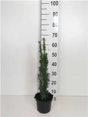 Schmale Säuleneibe - Taxus baccata 'Fastigiata Robusta'