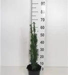 Schmale Säuleneibe - Taxus baccata 'Fastigiata Robusta'