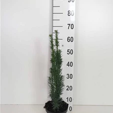 Taxus baccata 'Fastigiata Robusta', C 2 30- 40