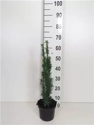 Schmale Säuleneibe - Taxus baccata 'Fastigiata Robusta'