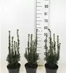 Eibe 'Hillii' - Taxus media 'Hillii' - Heckenpflanzen