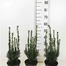 Taxus media 'Hillii' - Heckenpflanzen, C 2 30- 40
