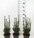 Eibe 'Hillii' - Taxus media 'Hillii' - Heckenpflanzen