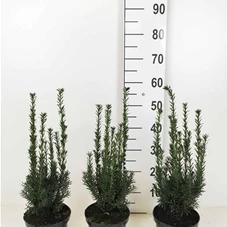 Taxus media 'Hillii' - Heckenpflanzen, C 2 - Aktion 30- 40