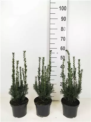 Eibe 'Hillii' - Taxus media 'Hillii' - Heckenpflanzen