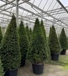 Eibe 'Hillii' - Taxus media 'Hillii' - Heckenpflanzen