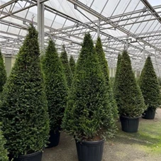 Taxus media 'Hillii' - Heckenpflanzen, C 3 40- 50