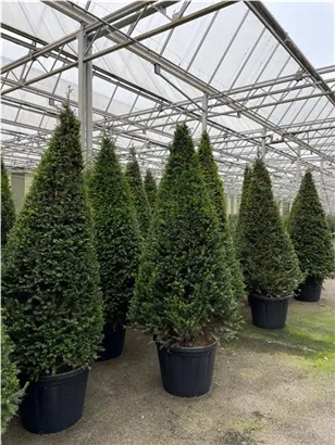 Eibe 'Hillii' - Taxus media 'Hillii' - Heckenpflanzen