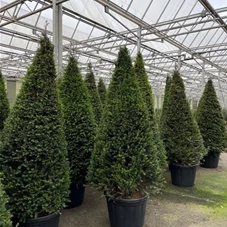 Taxus media 'Hillii' - Heckenpflanzen, C 3 40- 50