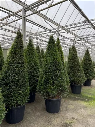 Eibe 'Hillii' - Taxus media 'Hillii' - Heckenpflanzen