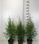 Lebensbaum 'Brabant' - Thuja occidentalis 'Brabant' - Heckenpflanzen