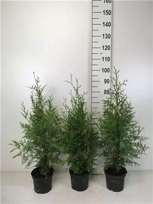 Lebensbaum 'Brabant' - Thuja occidentalis 'Brabant' - Heckenpflanzen