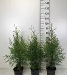 Lebensbaum 'Brabant' - Thuja occidentalis 'Brabant' - Heckenpflanzen