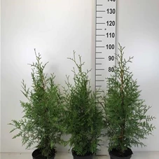 Thuja occidentalis 'Brabant' - Heckenpflanzen, C 3 60- 80