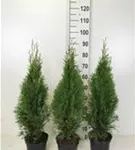 Lebensbaum 'Smaragd' - Thuja occidentalis 'Smaragd' - Heckenpflanzen
