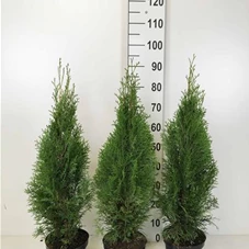 Thuja occidentalis 'Smaragd' - Heckenpflanzen, C 3 - Aktion 60- 80