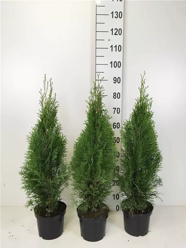 Lebensbaum 'Smaragd' - Thuja occidentalis 'Smaragd' - Heckenpflanzen