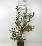 Heidelbeere 'Goldtraube 23' - Vaccinium corymb.'Goldtraube 23'