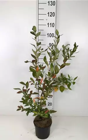 Vaccinium corymb.'Goldtraube 23'