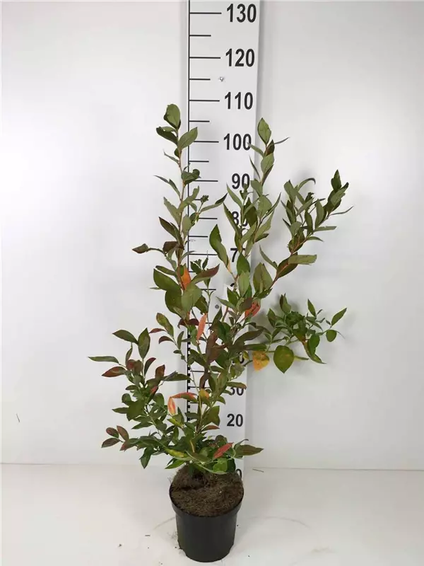 Heidelbeere 'Goldtraube 23' - Vaccinium corymb.'Goldtraube 23'