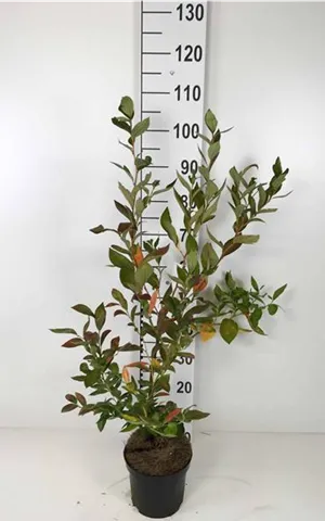 Vaccinium corymb.'Goldtraube 23'