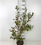 Heidelbeere 'Goldtraube 23' - Vaccinium corymb.'Goldtraube 23'