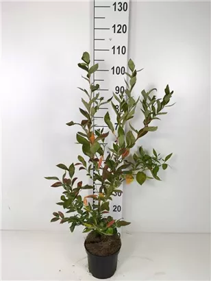 Heidelbeere 'Goldtraube 23' - Vaccinium corymb.'Goldtraube 23'