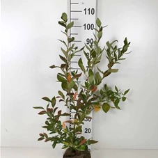 Vaccinium corymb.'Goldtraube 23', C 3 50- 60