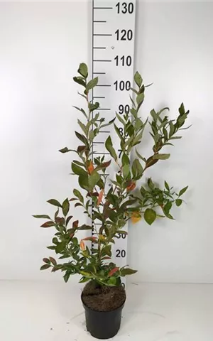 Vaccinium corymb.'Goldtraube 23'