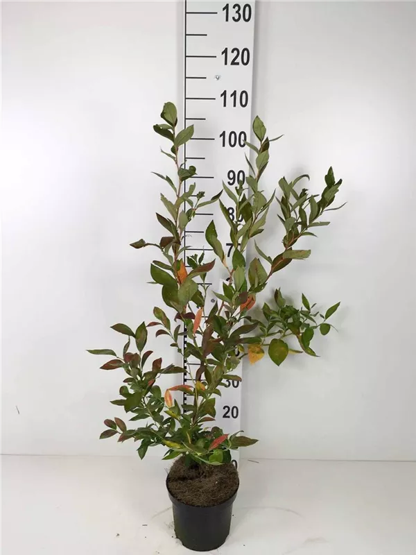 Heidelbeere 'Goldtraube 23' - Vaccinium corymb.'Goldtraube 23'