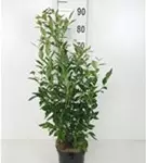 Heidelbeere 'Goldtraube 23' - Vaccinium corymb.'Goldtraube 23'