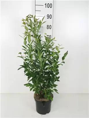 Heidelbeere 'Goldtraube 23' - Vaccinium corymb.'Goldtraube 23'