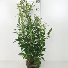 Vaccinium corymb.'Goldtraube 23', C 10 60- 80