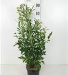 Heidelbeere 'Goldtraube 23' - Vaccinium corymb.'Goldtraube 23'