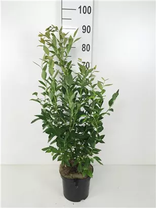 Heidelbeere 'Goldtraube 23' - Vaccinium corymb.'Goldtraube 23'