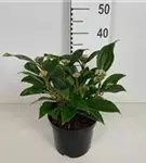 Immergr.Kissenschneeball - Viburnum davidii