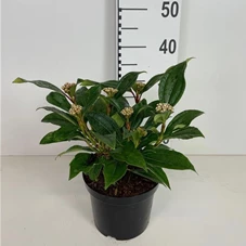 Viburnum davidii, C 3 30- 40