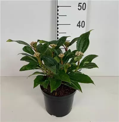 Immergr.Kissenschneeball - Viburnum davidii