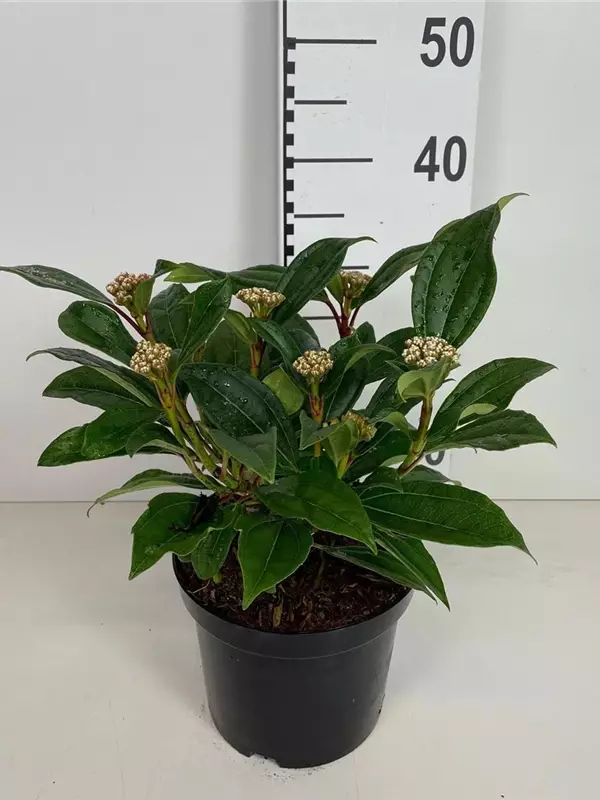 Immergr.Kissenschneeball - Viburnum davidii